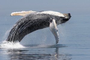 nmmlweb-humpbackwhale-9