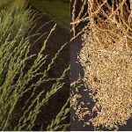 Kernza developed by Wes Jackson and the Land Institute