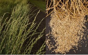 Kernza developed by Wes Jackson and the Land Institute