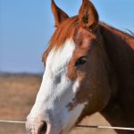 One of the greatest joys of farm life was feeding horses in the morning and evening.