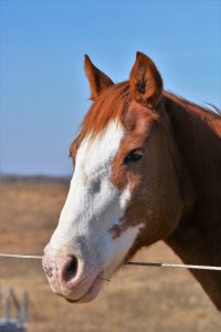 One of the greatest joys of farm life was feeding horses in the morning and evening.